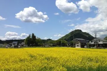 Spring: Rapeseed is another crop grown in Kaneyama, and in May, its bright yellow flowers add a splash of colour to the fields.