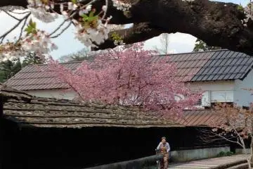 Spring: The cherry blossoms usually bloom in early May, and this is one of the most beautiful times to visit Kaneyama.