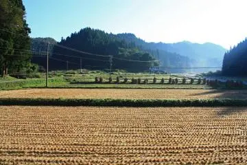 Autumn: A misty October morning, and stacks of harvested rice hang out to dry in the fields. Agriculture is one of the main industries in Kaneyama, and many fields are still tended by hand.