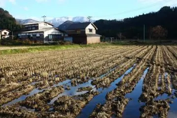 Autumn: By November, the rice fields are bare, and a dusting of snow covers the distant mountains - a reminder of the rapidly approaching winter.