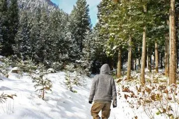 Winter: An invigorating walk through the forest is the perfect activity for a sunny afternoon.