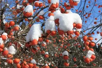 Winter: Persimmon grow in abundance around Kaneyama, and are delicious eaten both fresh and dried.