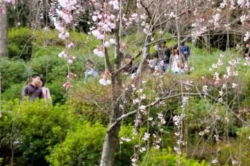 Delighted crowd enjoying spring blossoms