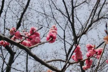 Sakura blossom on blue sky