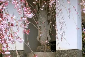 Sakura blossoms veil the Goddess of Compassion