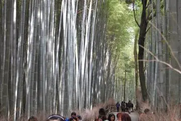 Bamboo gazing