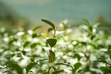Tea field of 山水園（Sansuien）