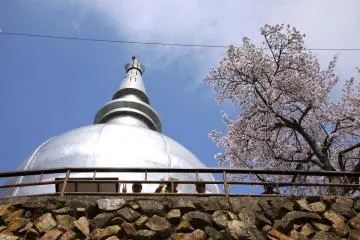 Orang yang duduk di depan pagoda perdamaian di bawah bunga sakura, sambil menikmati makan siang