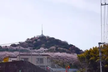 Gunung Ogonzan dilihat dari kejauhan memiliki warna terang dari pepohon sakura yang merah muda