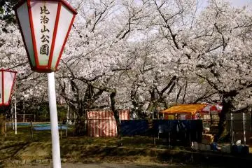Beberapa daerah di sekitar Hijiyama tenang dan daerah lainnya memiliki kios yang menjual makanan dan minuman dan latar musik saat siang serta malam selama Hanami.