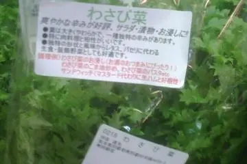 Wasabi Plants at the Farmers Market in Dekopon Country between Kumamoto Airport and Mount Aso or Aso san
