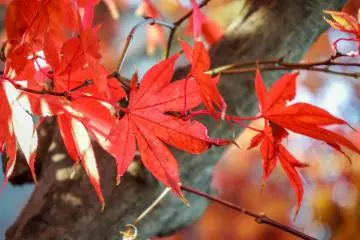 Located directly in front of the station are many other colorful trees 