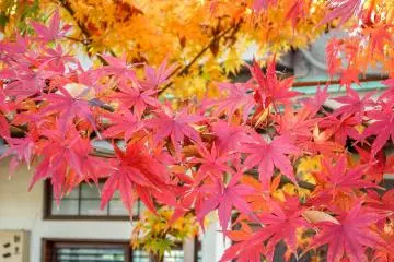  A nearby restaurant covered in the autumn foliage 