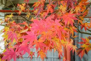  The contrasting colors are a picturesque sight