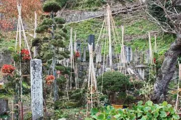 These wooden structures are designed to prevent the coming heavy snowfall from damaging the plants.