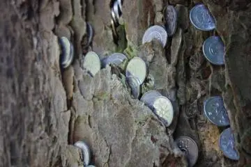 Visitors push coins into the bark of the trees, for luck.