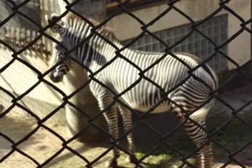 Look Mom! A zebra! (Photo: Tomoko Kamishima)