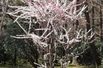 ซากุระพันธ์บานเร็ว