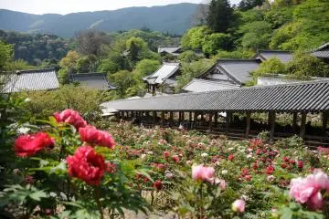 Peonies 