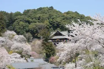 Sakura period