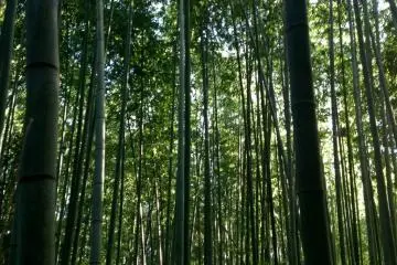 <p>Hutan bambu di Arashiyama membuat pejalanan berbayang yang menyenangkan.</p>
