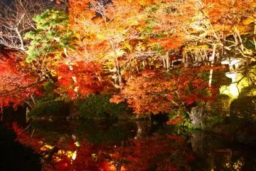 <p>Waktu populer lain untuk mengunjungi adalah pada bulan November, ketika daun-daun berubah menyala dan berhubungan dengan musim gugur. &nbsp;Ini adalah Kiyomizudera, dimana daun menyala dalam kegelapan malam.</p>
