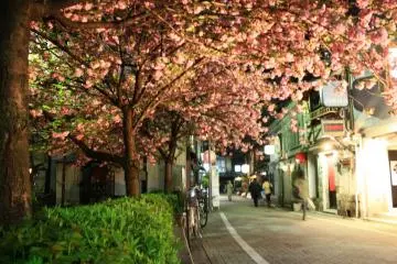 <p>Masyarakat berkumpul di Kyoto untuk menikmati sakura (cherri mekar) pada musim semi. &nbsp;Lakukan dengan gaya Jepang - piknik dan bersantai pada sore hari di bawah bunga-bunga.</p>