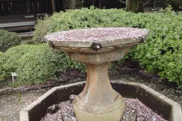 Cherry Blossom Fountain