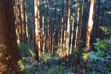 Magose Pass - Trees