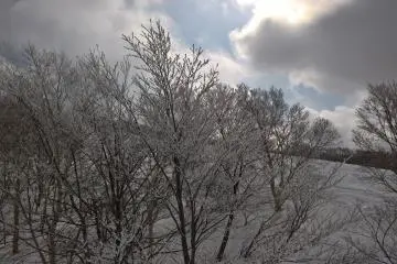 Frosted trees