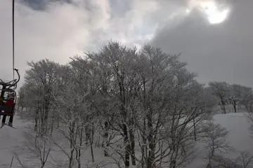 More frosted trees