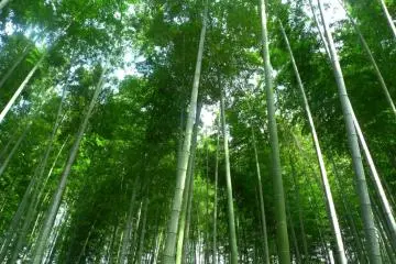 Pohon bambu mengingatkan saya pada Arashiyama