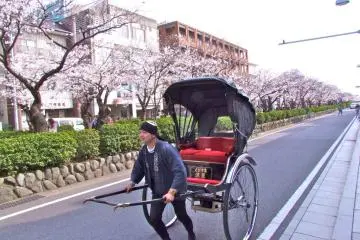 Rickshaw on the road with sakura-lined Wakamiya-oji behind