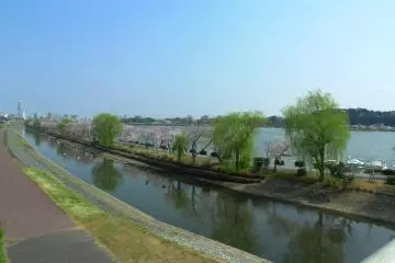 A long stretch of cherry blossom trees along Lake Senba