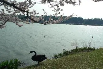 <p>ลงกลับไปในน้ำ</p>