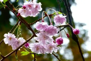 Weeping cherry in the rain
