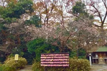 Early winter blooming cherry trees with the last autumn colors