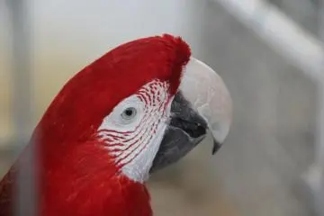 <p>Colorful parrots and hundreds of other animals await visitors to the Mini Mini Zoo and Zukeran Egg Outlet in Uruma City Okinawa.</p>