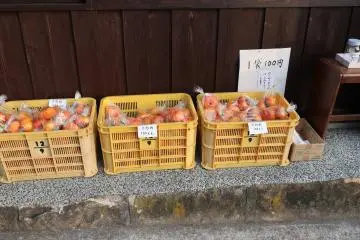 Persimmons for sale