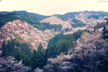<p>Les cerisiers du mont Yoshino en fleurs au mois d'avril</p>