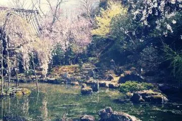 <p>&Ocirc; mont Yoshino! / Je ne veux pas te quitter / mais m'attendra-t-elle/ jusqu'&agrave; ce que tombent tes fleurs?</p>