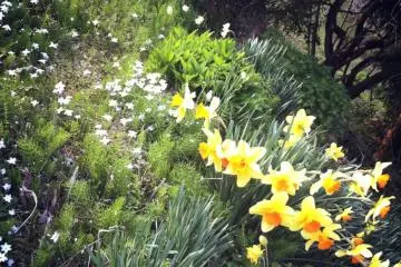 <p>Les fleurs annoncent la venue du printemps</p>