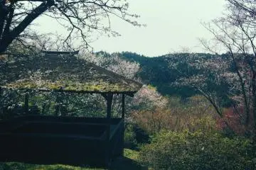 <p>Au loin / sur le beau mont Yoshino / semblent s'&eacute;panouir les fleurs de cerisiers / le temps d'un regard / j'ai cru voir des flocons de neige</p>