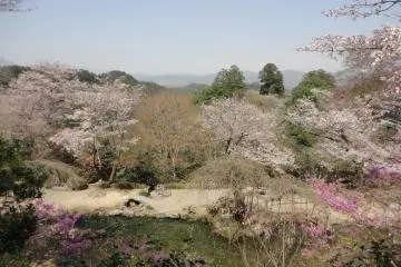 <p>Tel l'ondulation / des branches de glycine / le long du cours d'eau deYoshino / mon amour pour vous, &agrave; nul autre pareil / coule dans mes veines</p>