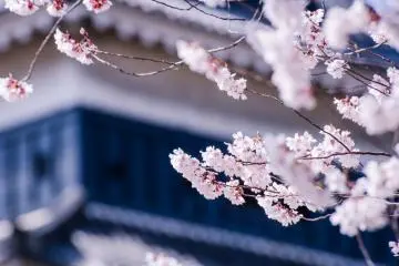 <p>Para pengunjung yang datang di musim semi dapat menikmati banyak pohon Sakura bermekaran di sekitar kastil.</p>