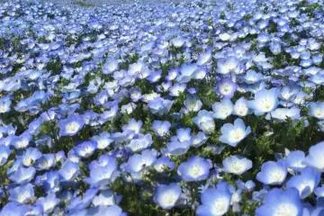 เทศกาล Nemophila Harmony ที่สวน Hitachi Seaside Park 2026