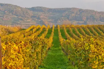 The vineyards in autumn