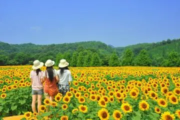 เทศกาลดอกทานตะวันที่ Serakogen Farm  2026
