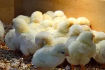 Tobu Zoo, tiny chicks chirping away and waiting to be picked up