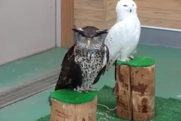 Tobu Zoo, birds galore!